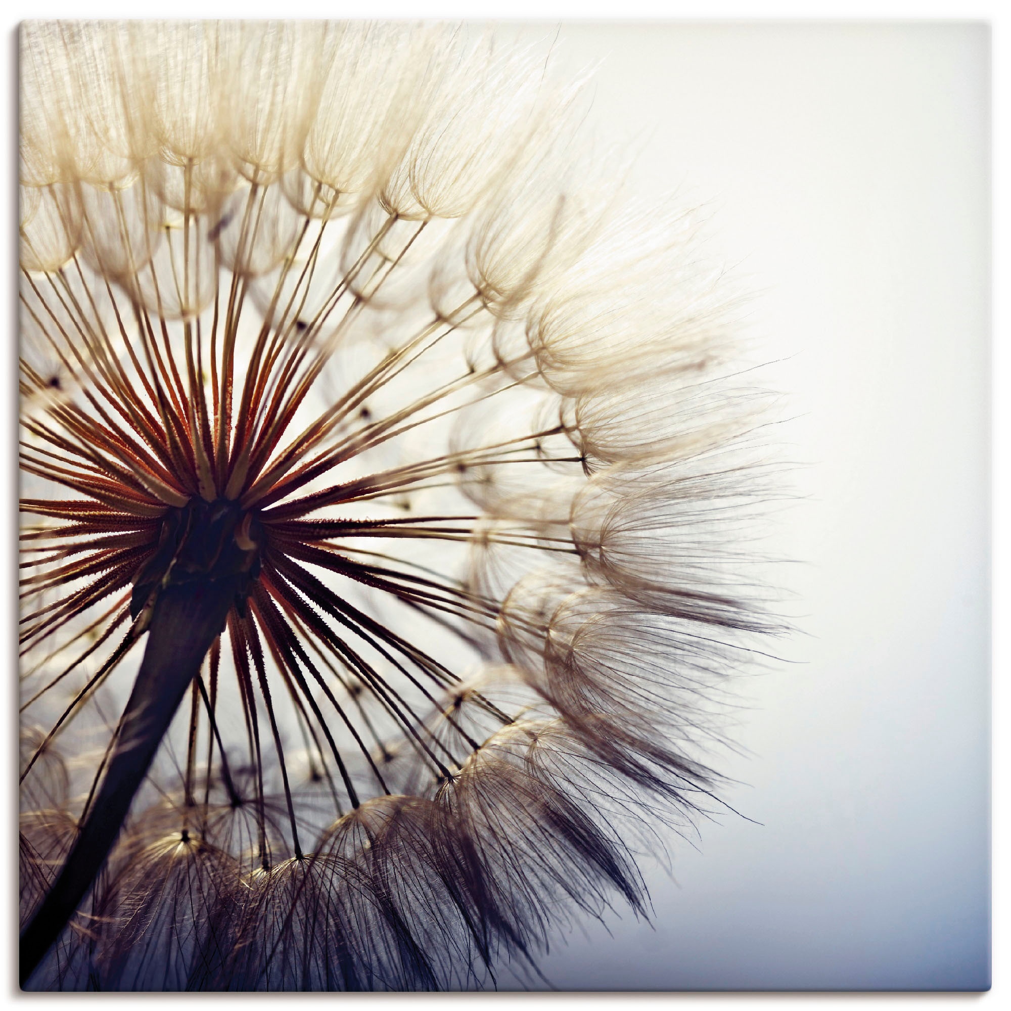 Artland Wandbild »Große Pusteblume«, Blumen, (1 St.), als Alubild,  Leinwandbild, Wandaufkleber oder Poster in versch. Größen auf Rechnung  kaufen