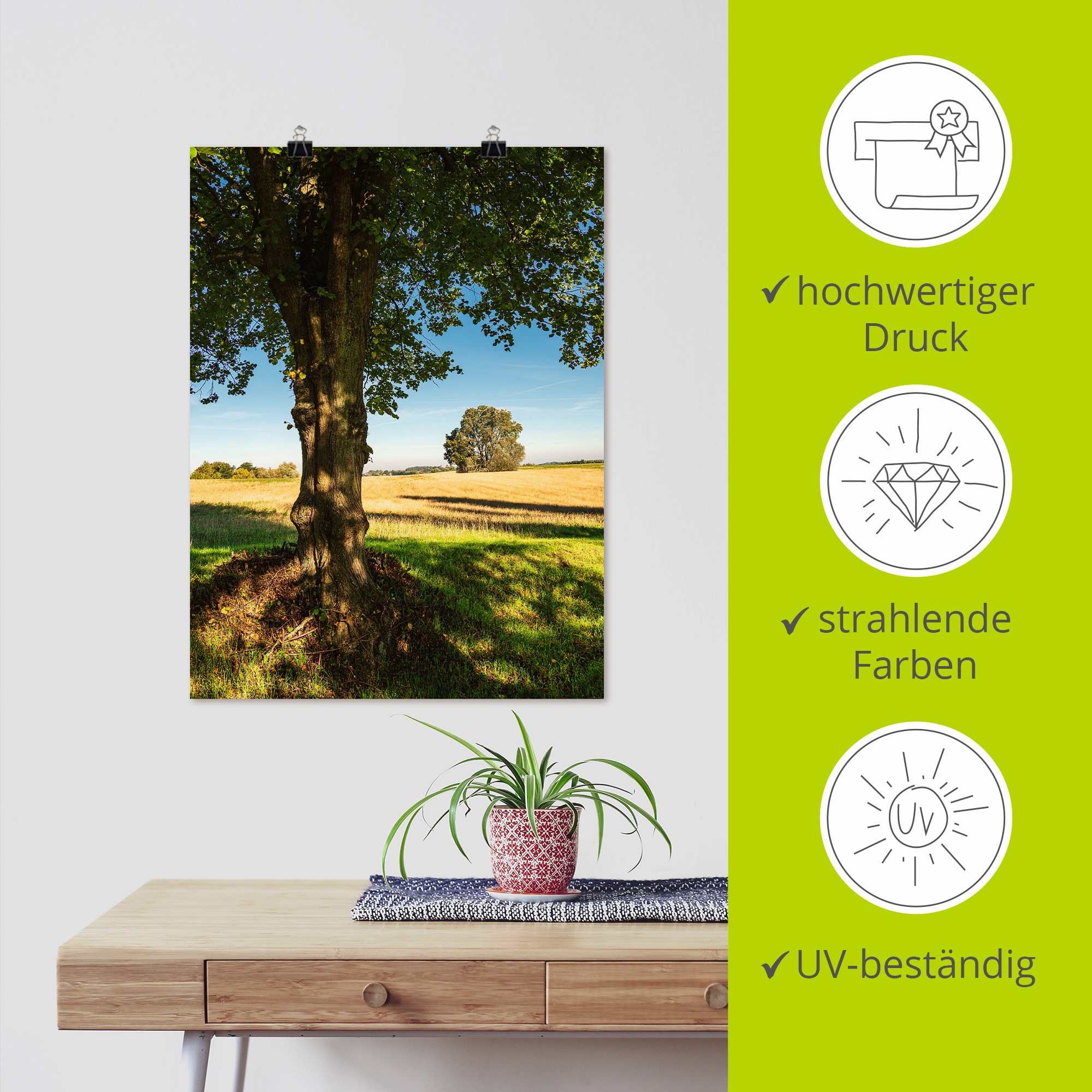 Artland Poster »Feld und Bäumen bei Hohen Demzin«, Felder, (1 St.), als Alubild, Leinwandbild, Wandaufkleber oder Poster in versch. Größen