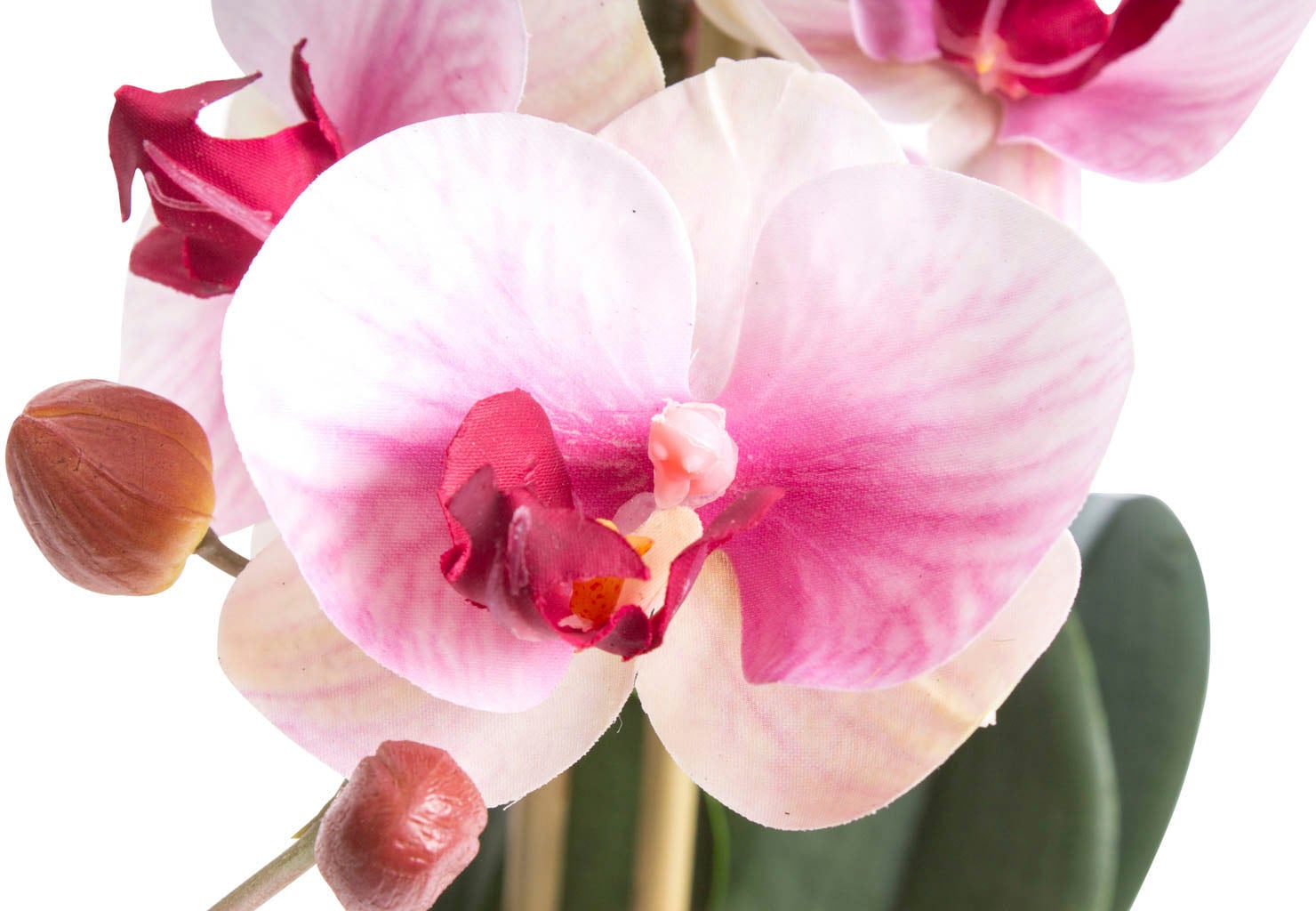 Botanic-Haus Kunstorchidee Bora« »Orchidee Raten bestellen auf