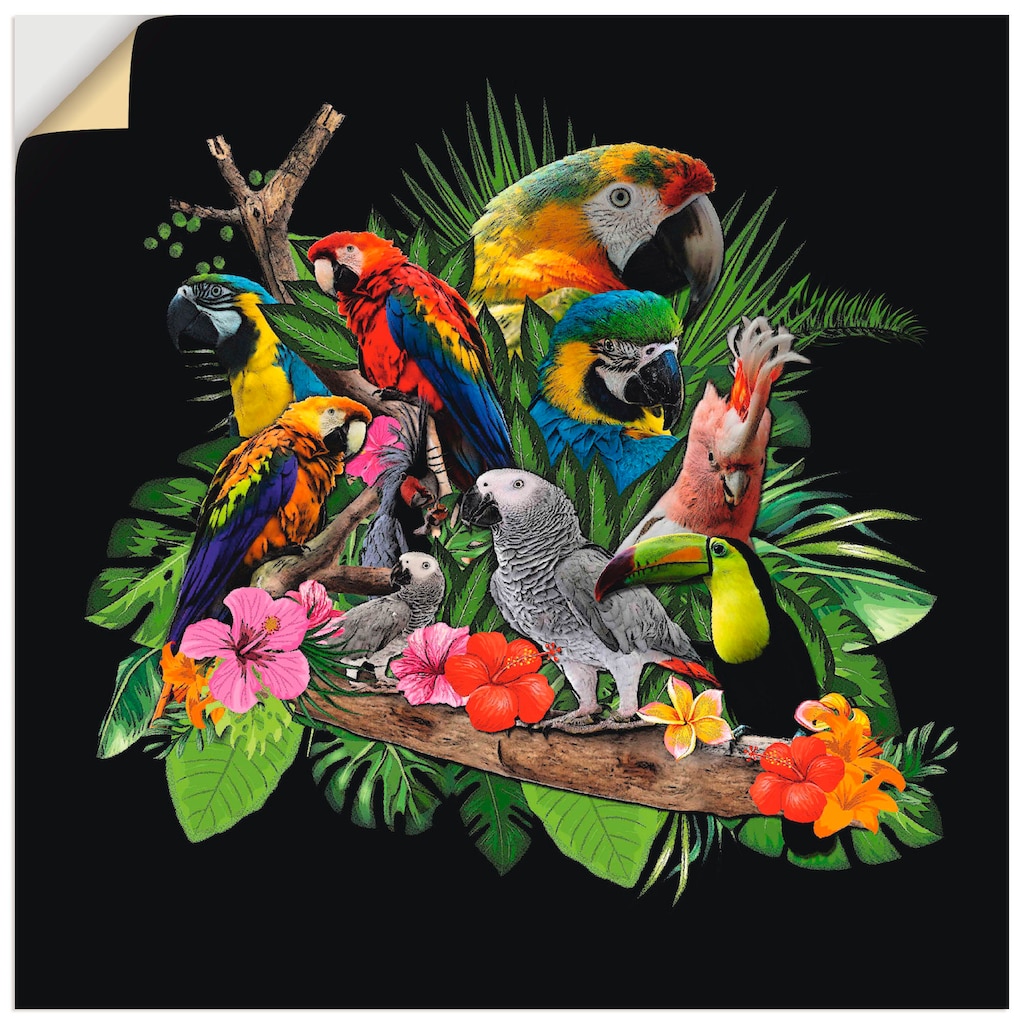 Artland Wandbild »Papageien Graupapagei Kakadu Dschungel«, Vögel, (1 St.)
