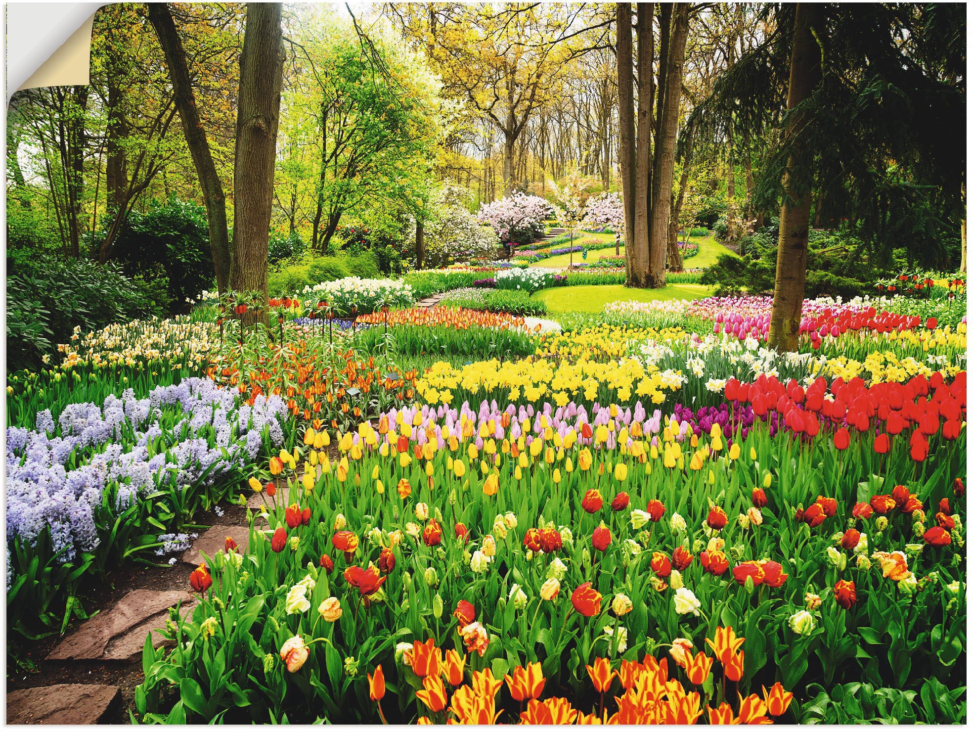 bestellen Blumenwiese, St.), versch. Rechnung Alubild, »Tulpen in als Garten Leinwandbild, (1 oder auf Poster Wandaufkleber Wandbild Frühling«, Größen Artland