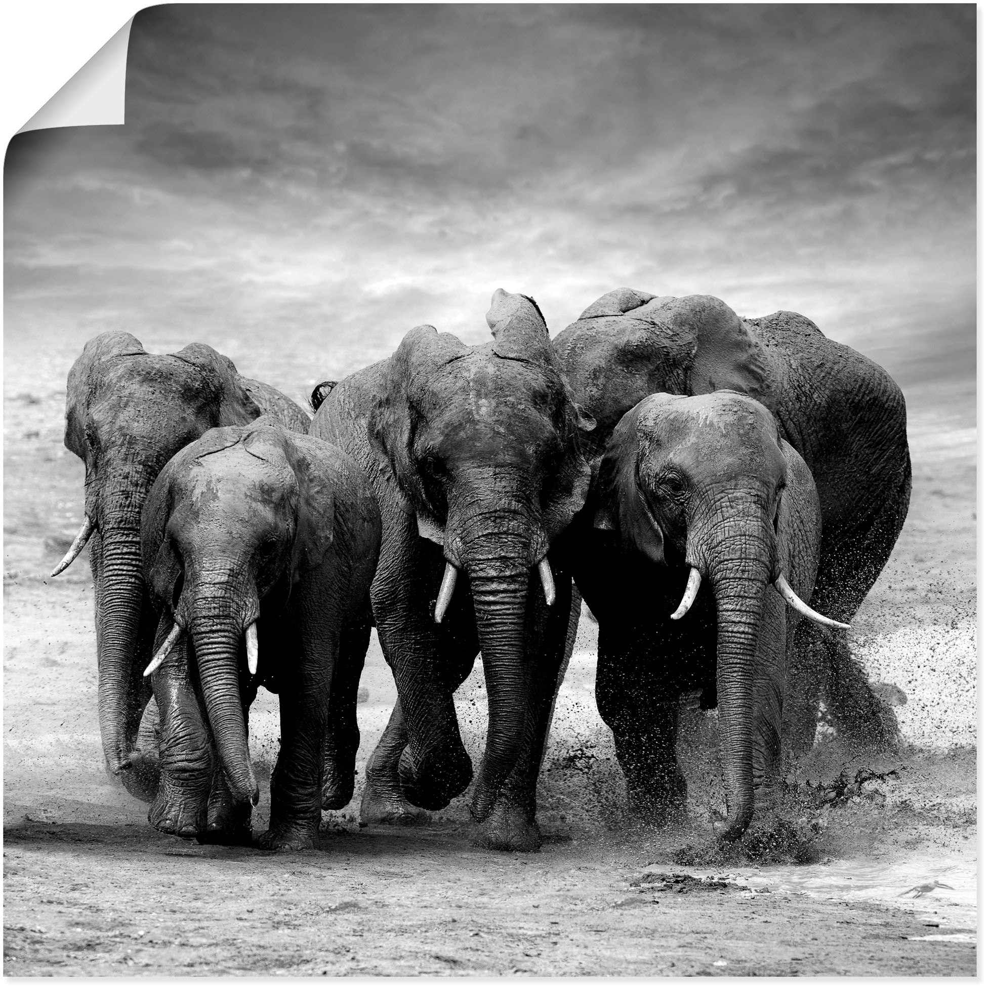Wandbild »Elefanten«, Wildtiere, (1 St.), als Leinwandbild, Poster, Wandaufkleber in...