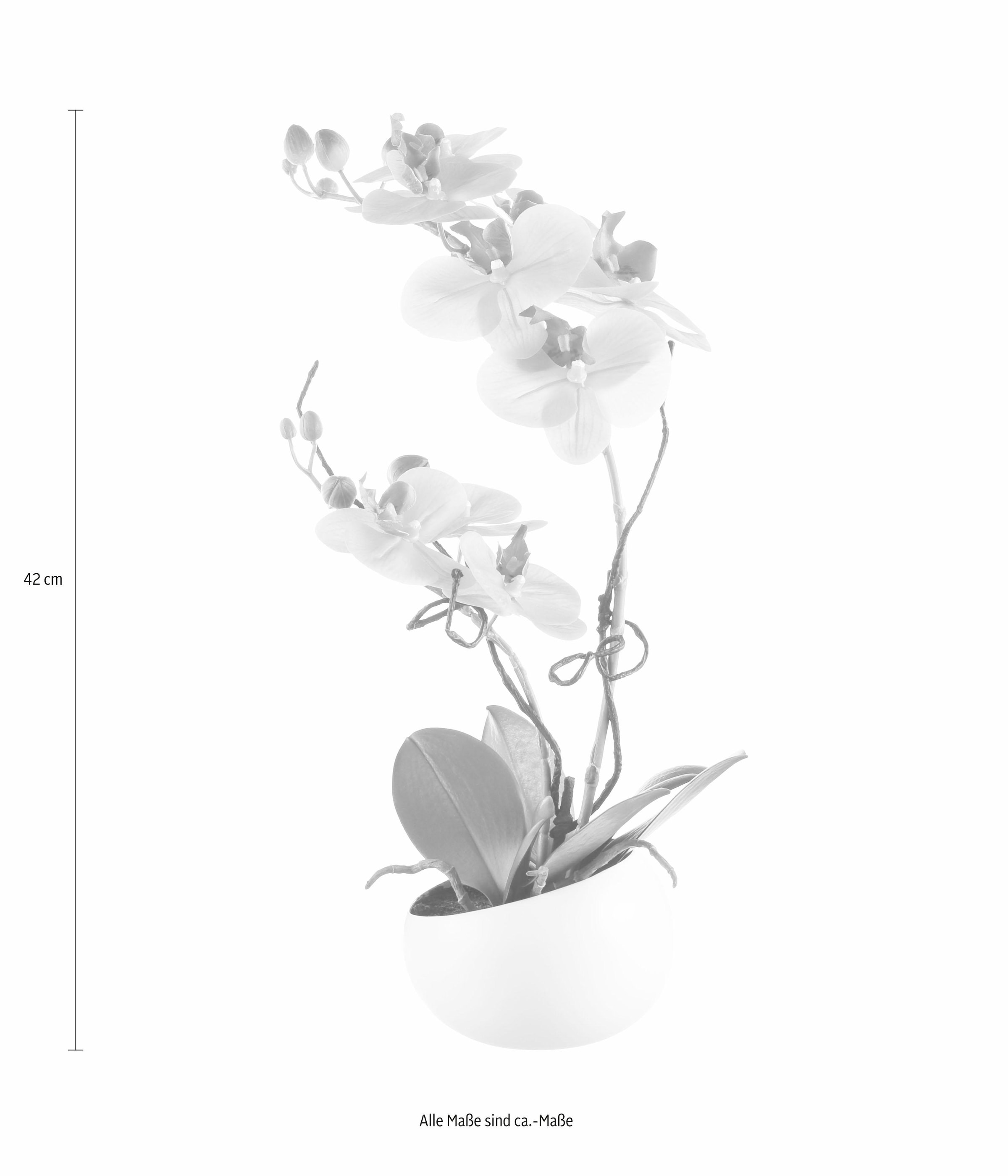 kaufen green »Orchidee« | mit Kunstpflanze XXL online Garantie Creativ 3 Jahren