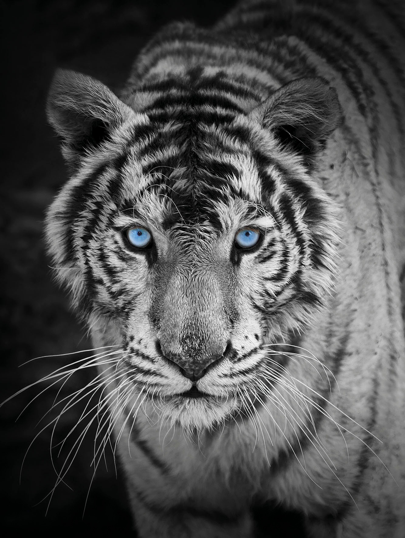 KiNZLER Wohndecke "Mikrofaser Fotodruck "Tiger"" Kuscheldecke, bedruckt, 150x200 cm
