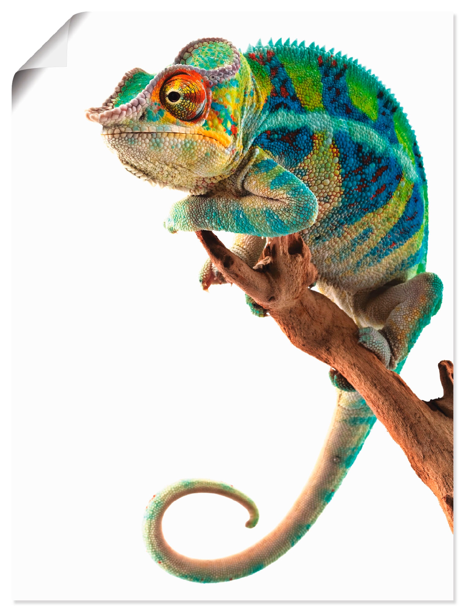 Artland Wandbild »Ambanja Panther Chamäleon«, Reptilien, (1 St.), als Alubild,... kaufen