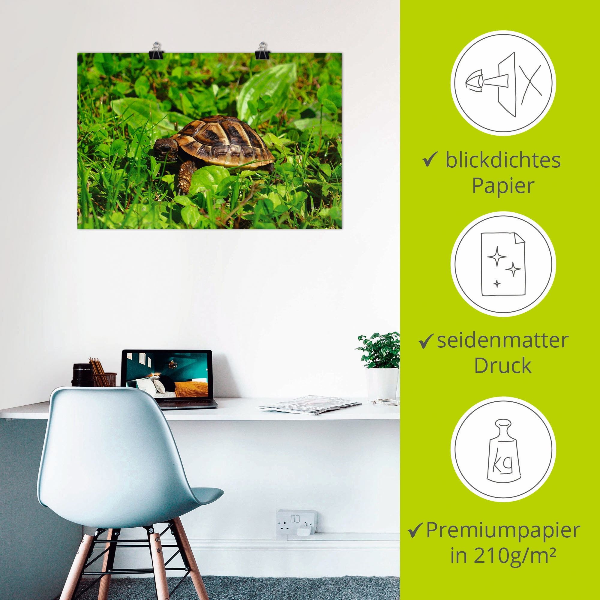 Artland Poster »Griechische Landschildkröten Baby«, Reptilien, (1 St.), als Alubild, Leinwandbild, Wandaufkleber oder Poster in versch. Größen