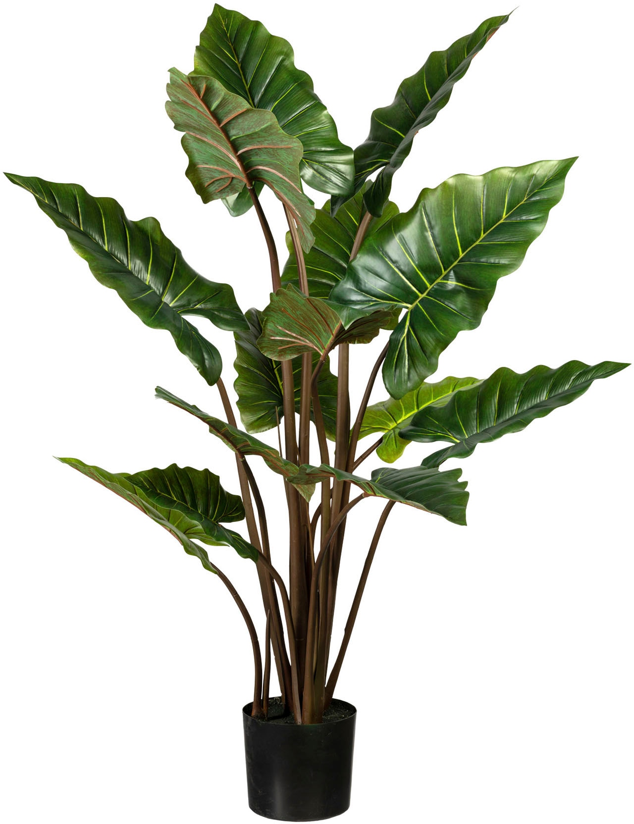 kaufen »Taropflanze« Creativ Raten Künstliche auf Zimmerpflanze green