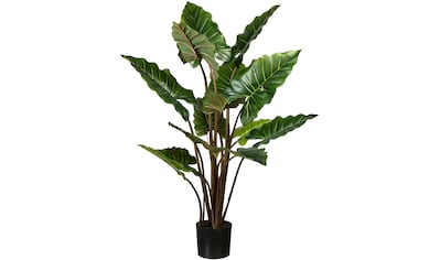 Botanic-Haus Künstliche Zimmerpflanze »Dieffenbachia« bequem kaufen