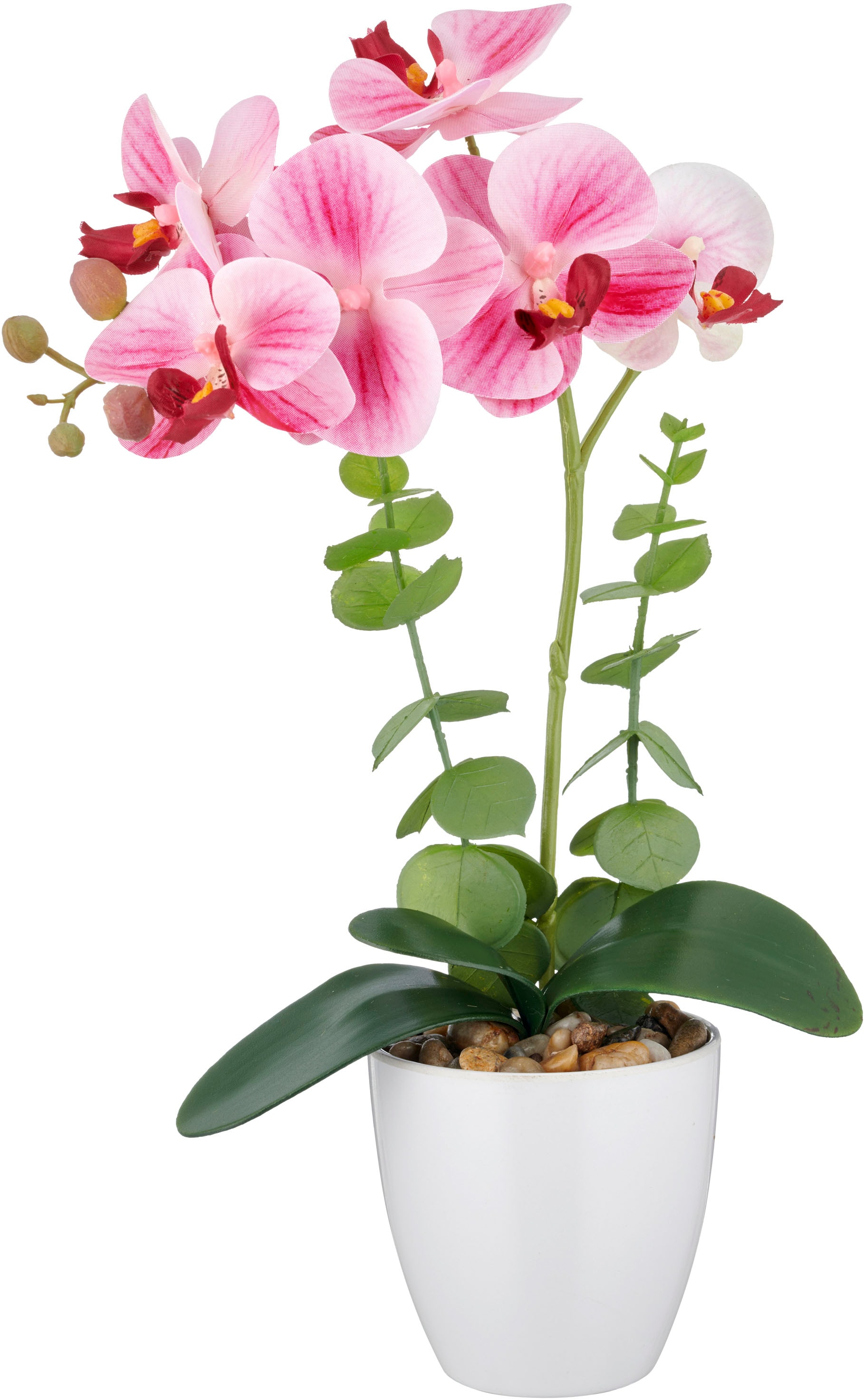 Creativ green Kunstorchidee »Orchidee Phalaenopsis« mit Eukalyptuszweigen