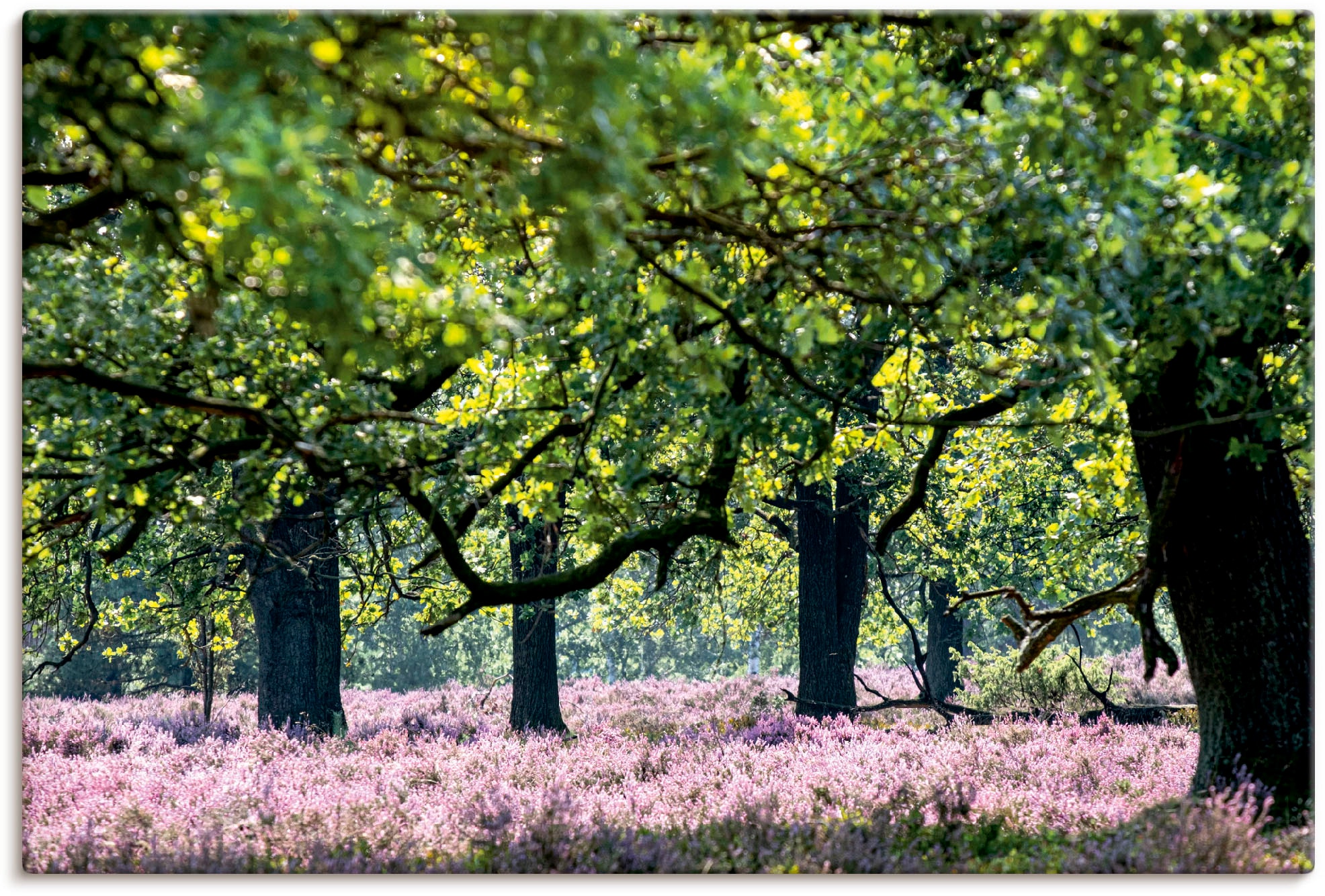 Leinwandbild »Lüneburger Heide«, Wiesen & Baumbilder, (1 St.), auf Keilrahmen gespannt