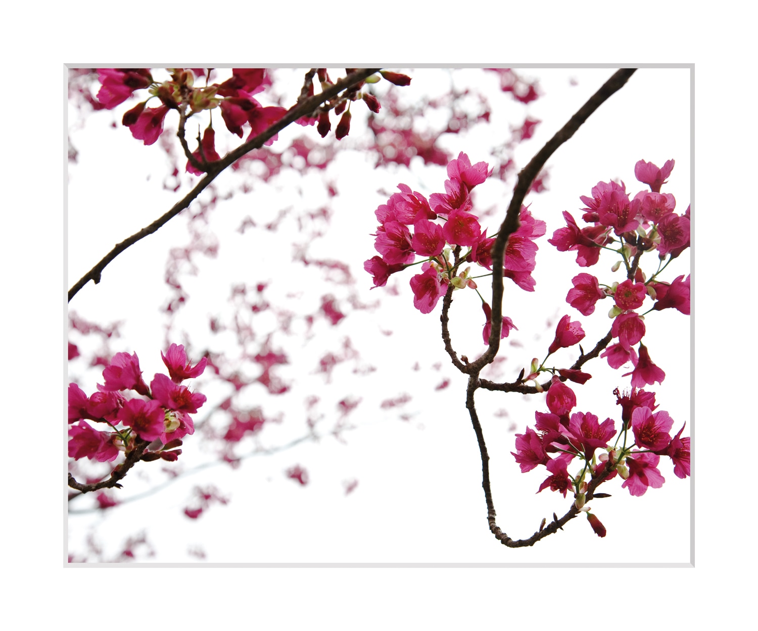 queence Bild »Roxanne« Blumen | Kunst | Pflanzen | Pflanzenbilder Rosen, gerahmt