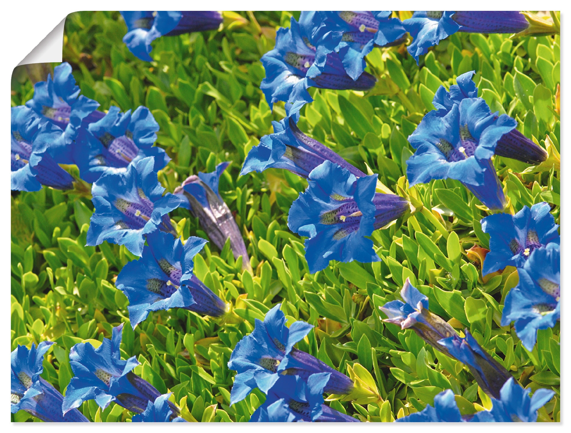 in Blumenwiese, Wandbild Rechnung Größen Poster (1 Leinwandbild, Artland Wandaufkleber als auf versch. »Enzian«, St.), bestellen oder