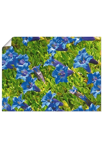 Wandbild »Enzian«, Blumenwiese, (1 St.)