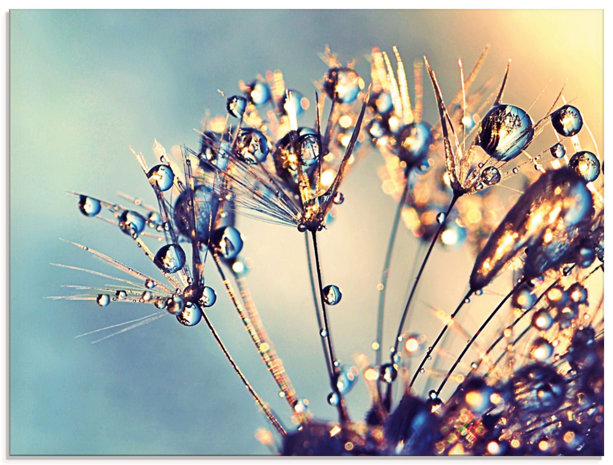 (1 in »Pusteblume Artland auf Rechnung Blumen, kaufen St.), Glasbild Glitzertau«, Größen verschiedenen