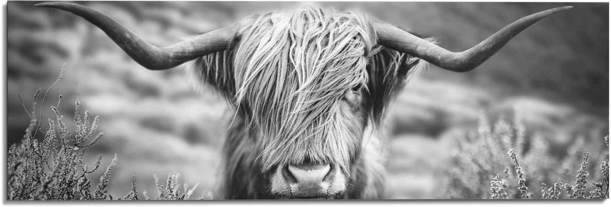 Reinders! Wandbild »Wandbild Highlander Bulle Nahaufnahme Kuh, bequem Tiermotiv St.) - kaufen - Hochlandrind (1 Bild«