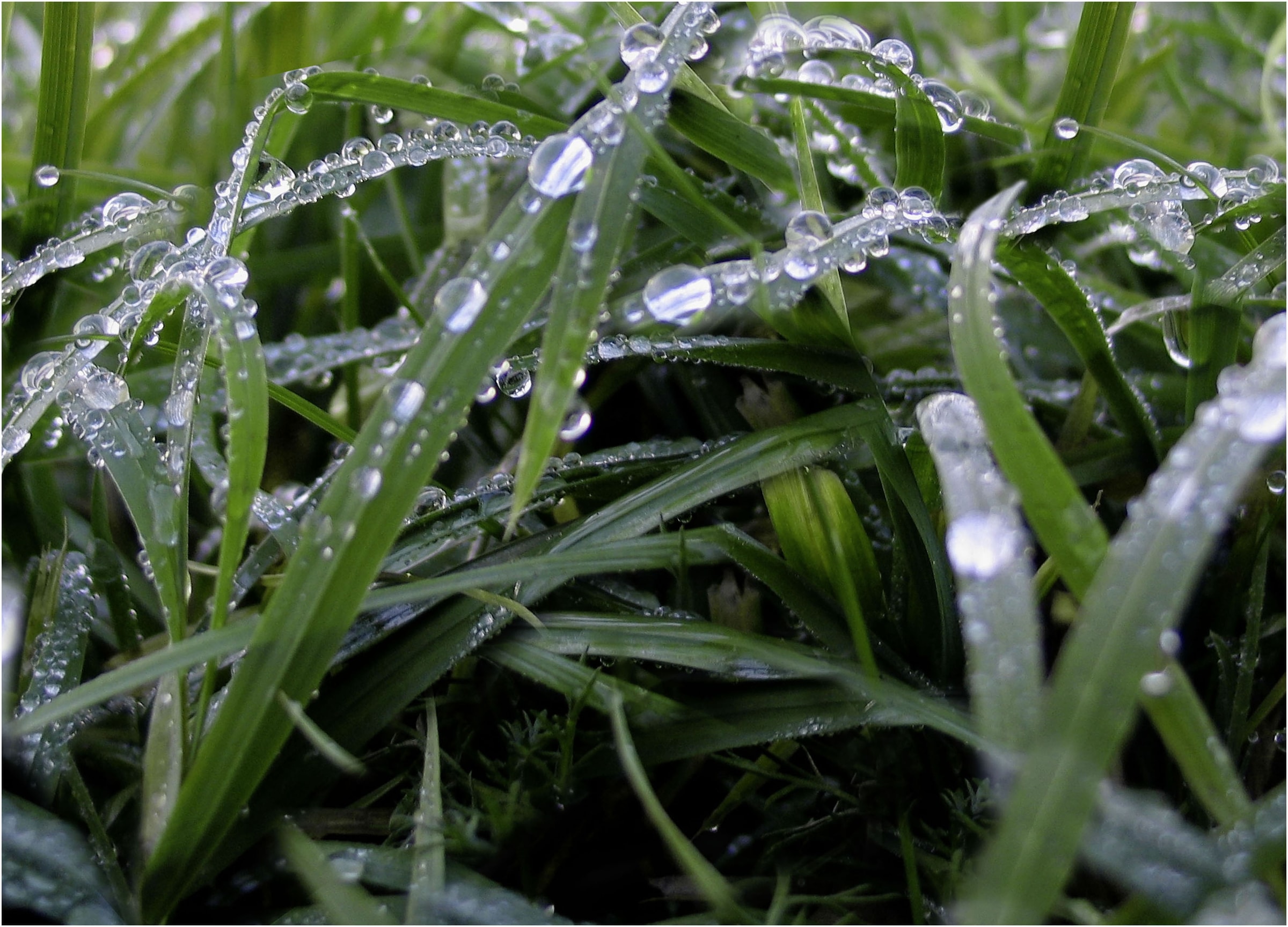 Express Küchen Küchenrückwand »"Regenwald", als Spritzschutz geeignet, mit Schutzlack versehen« in verschiedenen Breiten