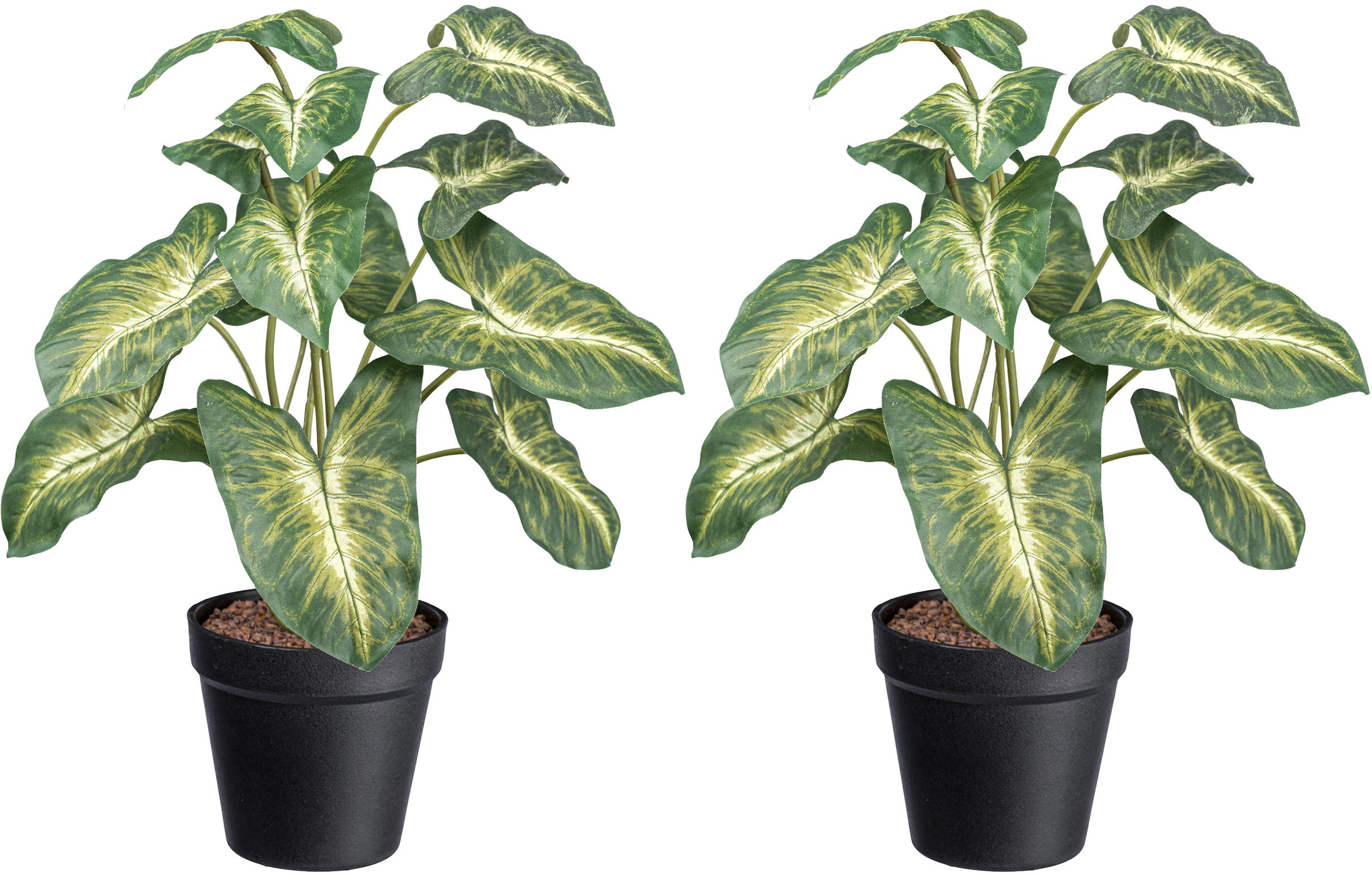 Creativ green Künstliche Zimmerpflanze »Syngonium Pixie«, mit grüngelben Blättern