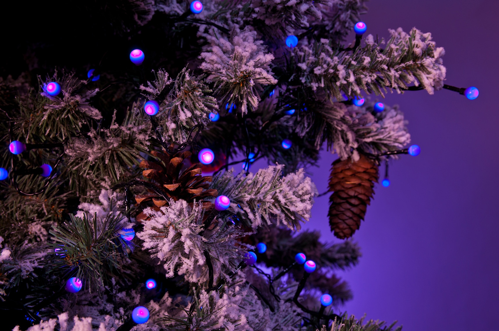 KONSTSMIDE LED-Lichterkette »Weihnachtsdeko aussen«, 80 80 Raten kaufen Dioden runde Dioden, auf St.-flammig, Globelichterkette, purpurfarbene LED