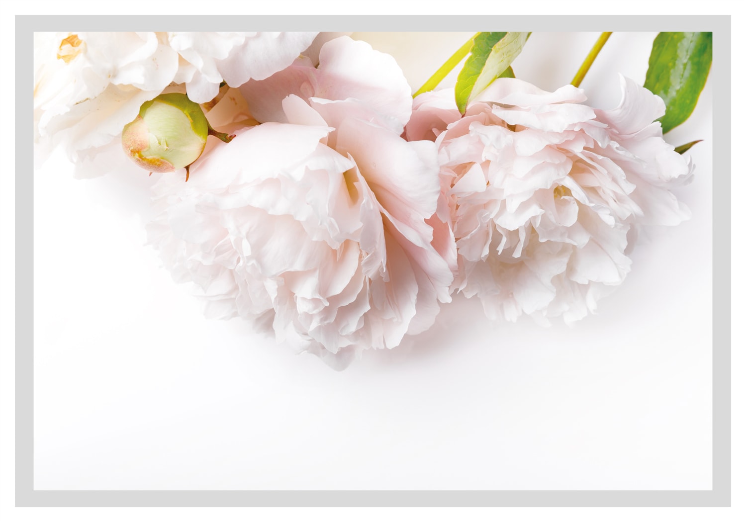 queence Bild »Maike«, Blumen, gerahmt, Rosen