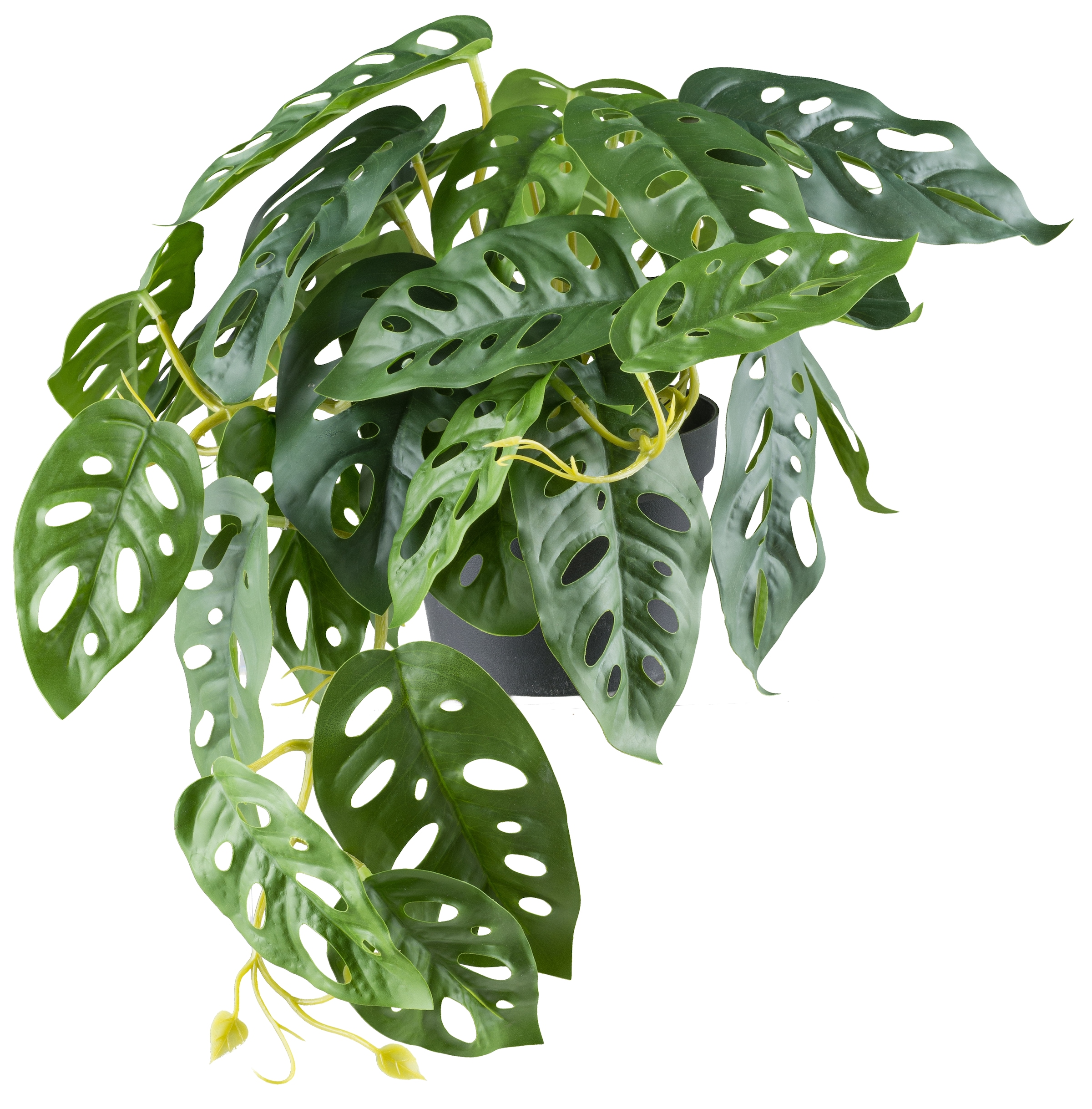 Creativ green Kunstpflanze »Monstera adesonii« mit naturgetreuem Blattwerk