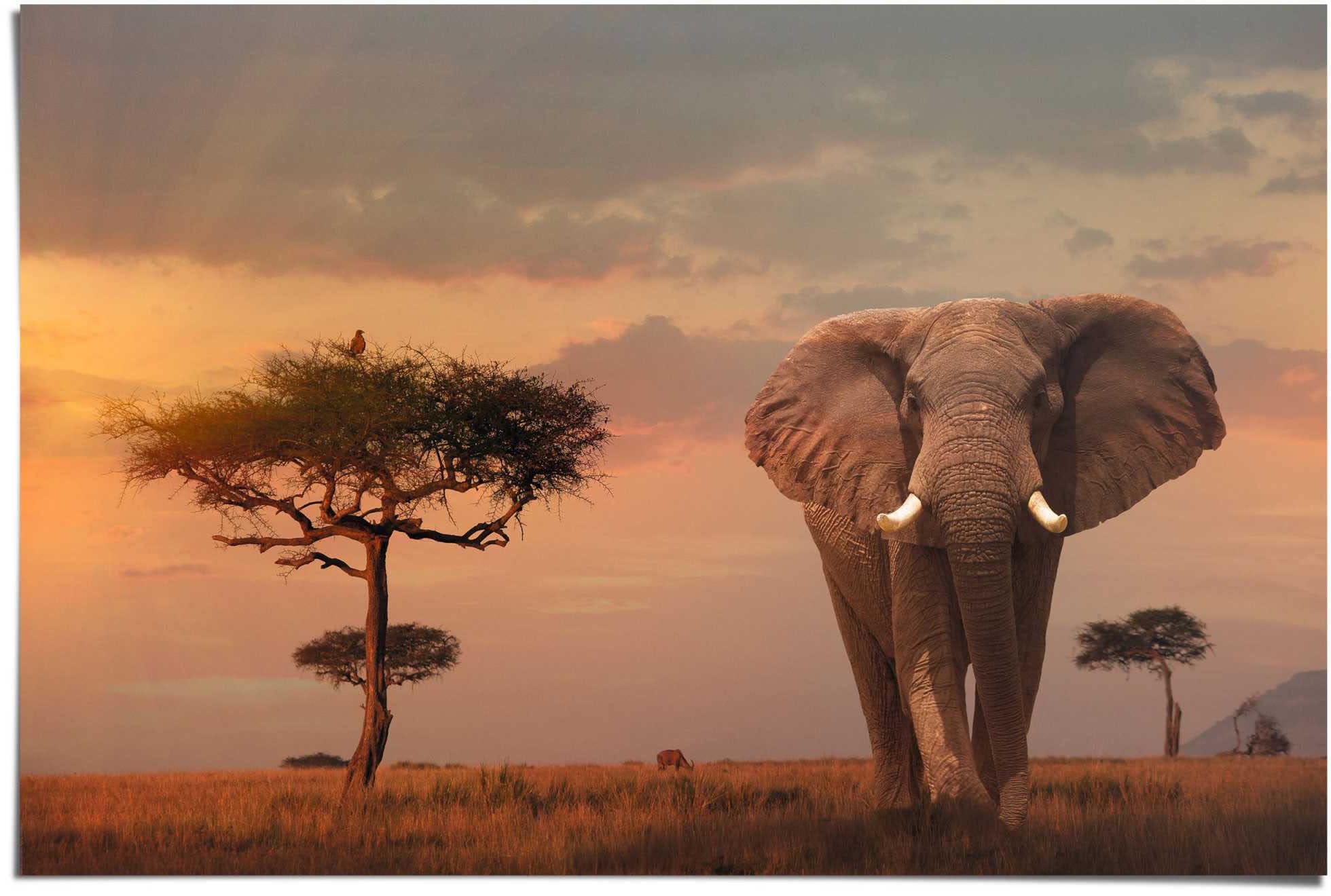 Poster »Afrikas Wildtiere Elefant«, (1 St.)