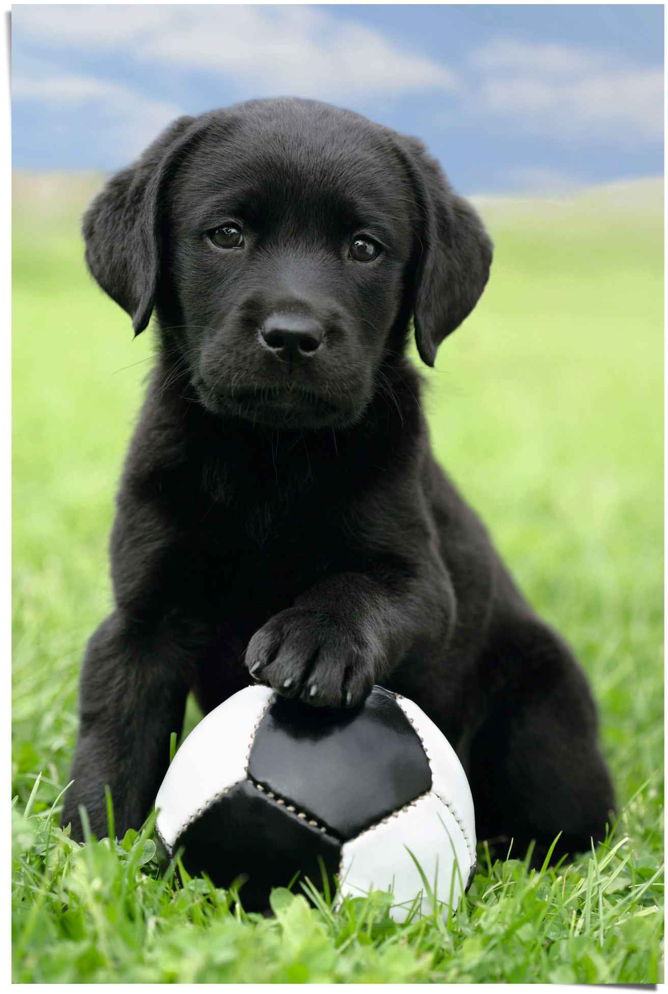Reinders Poster "Labrador Welpe Fußball" 1 Stk. tlg.