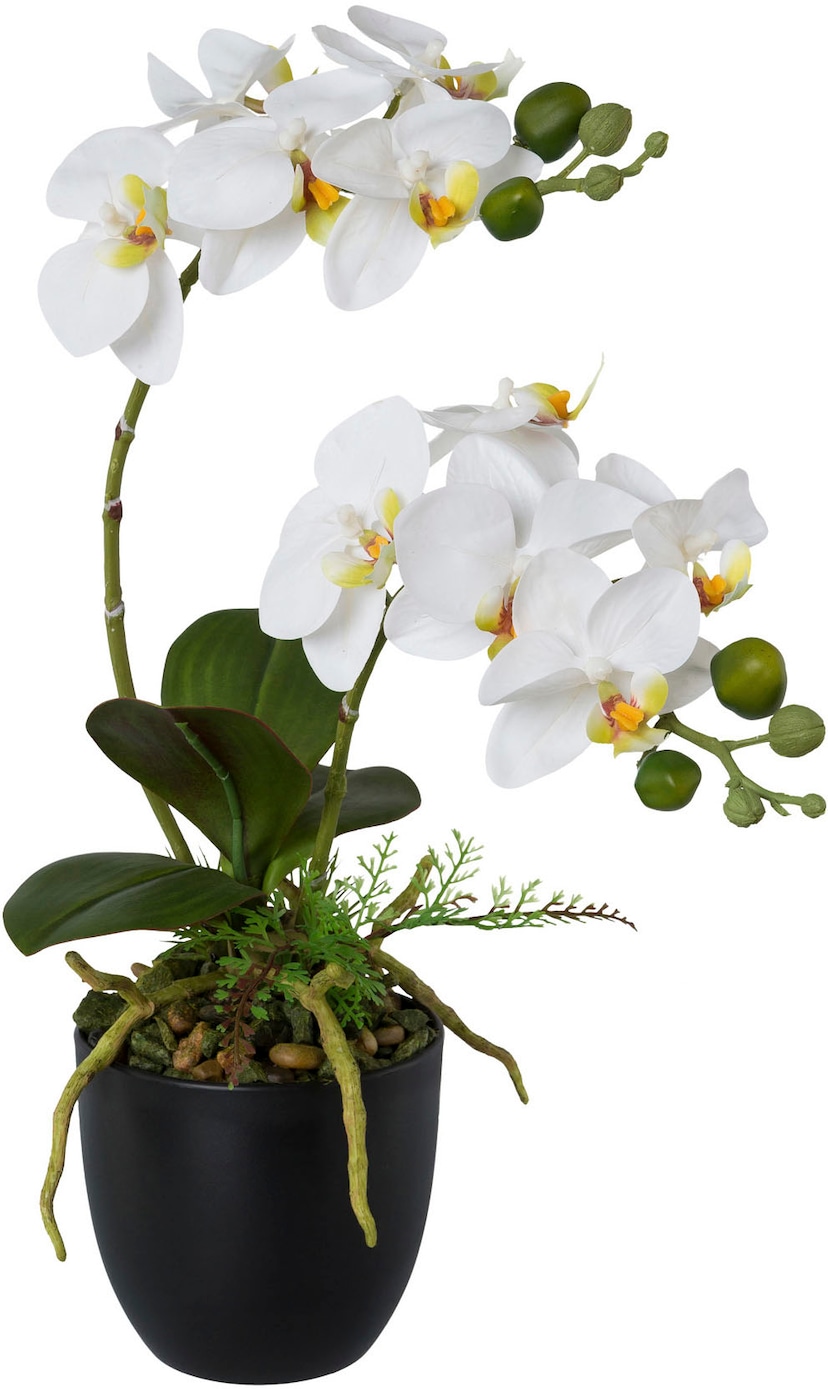 Creativ green Kunstorchidee »Phalaenopsis«, im Keramiktopf auf Raten  bestellen