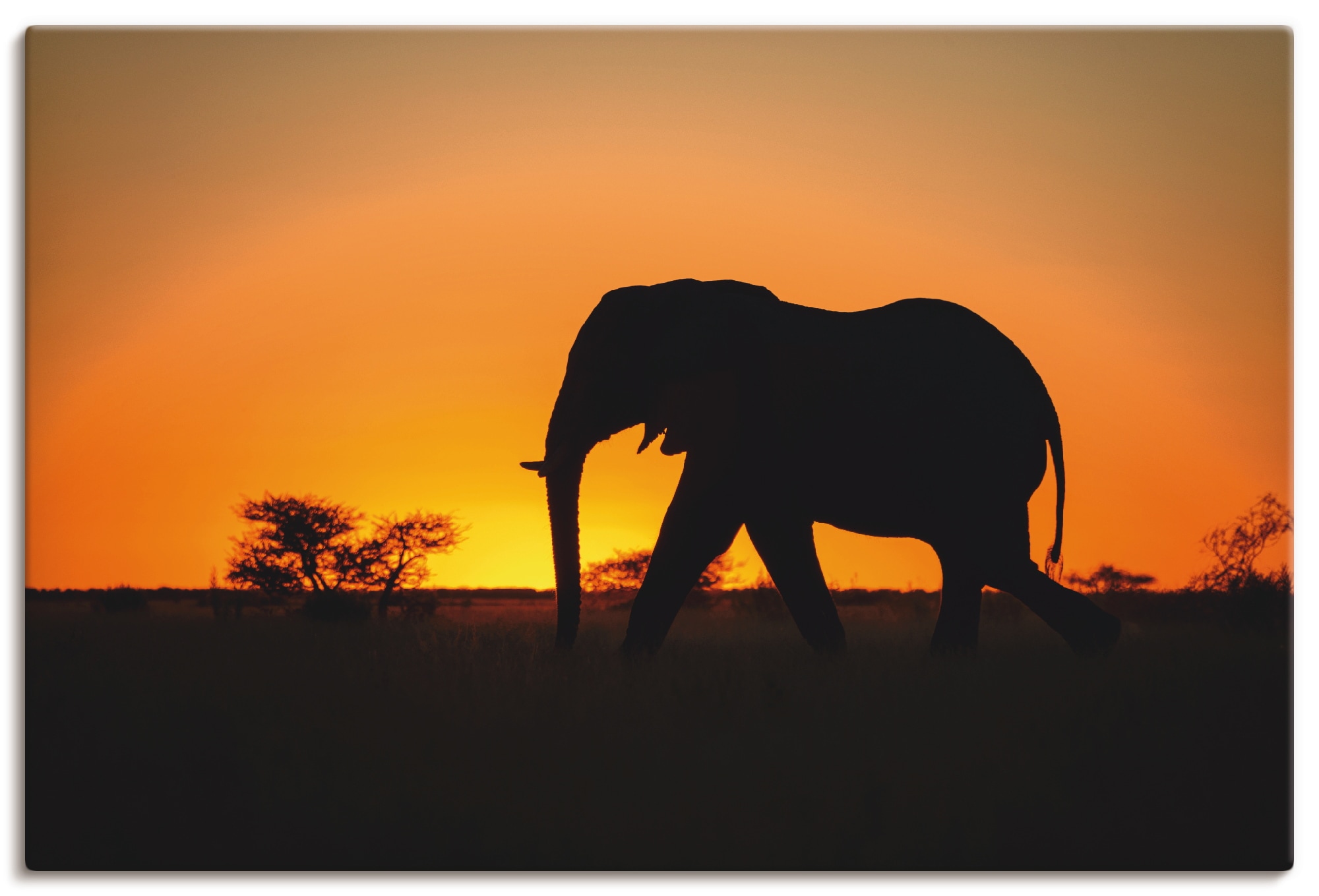 Leinwandbild »Afrikanischer Elefant im Sonnenuntergang«, Wildtiere, (1 St.), auf...