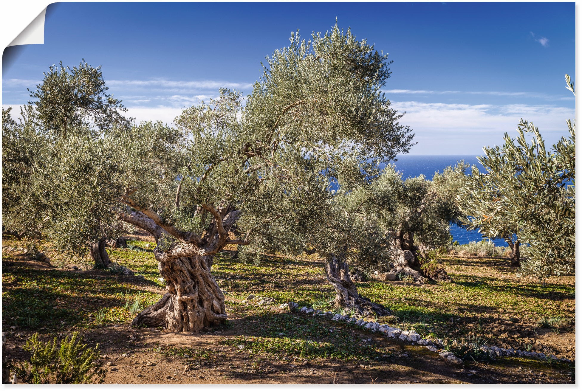 Wandbild »Olivenhain in der Serra de Tramuntana«, Küstenbilder, (1 St.), als Alubild,...