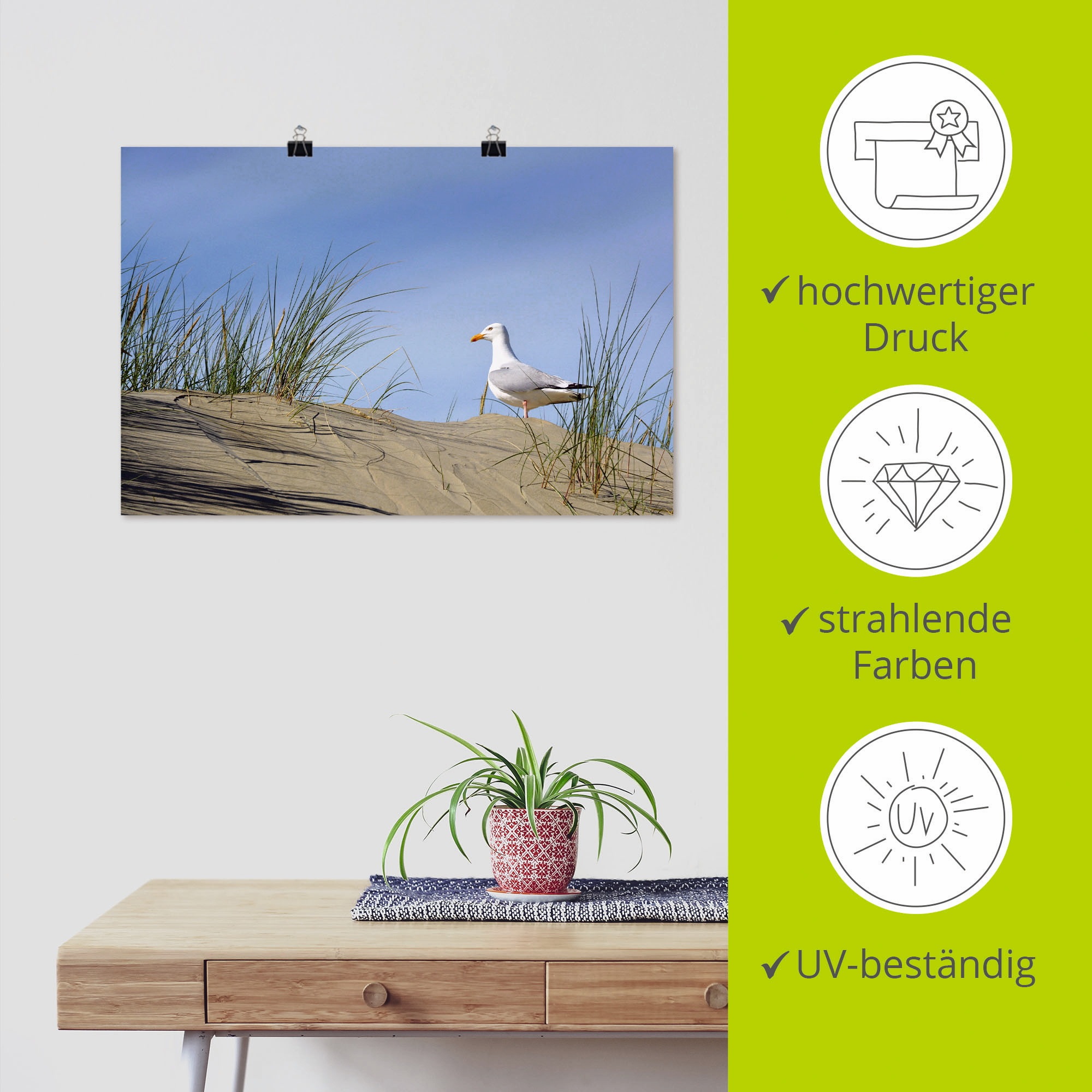 Artland Poster »Möwe in Dünenlandschaft«, Strand, (1 St.), als Alubild, Leinwandbild, Wandaufkleber oder Poster in versch. Größen