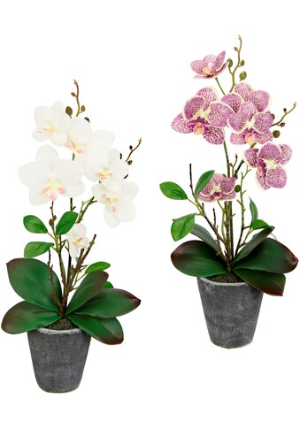 I.GE.A. Kunstpflanze »Orchidee«, (2 St.), Mit Blättern und Luftwurzeln, im Topf aus... kaufen