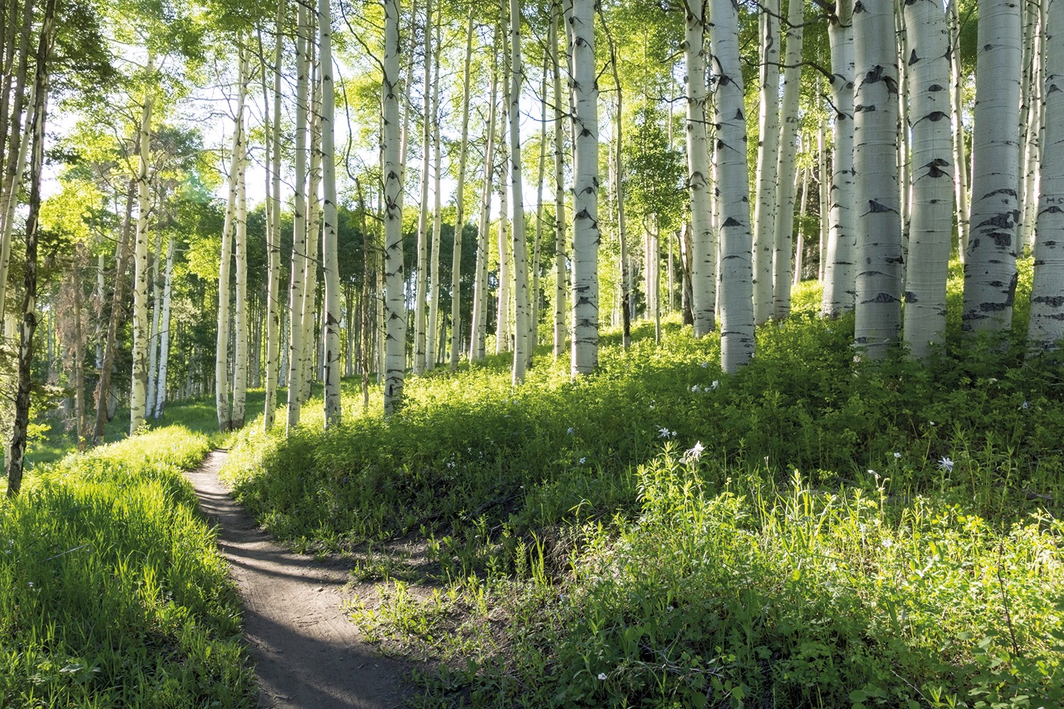 Papermoon Fototapete "Birch Hiking Trail" glatt