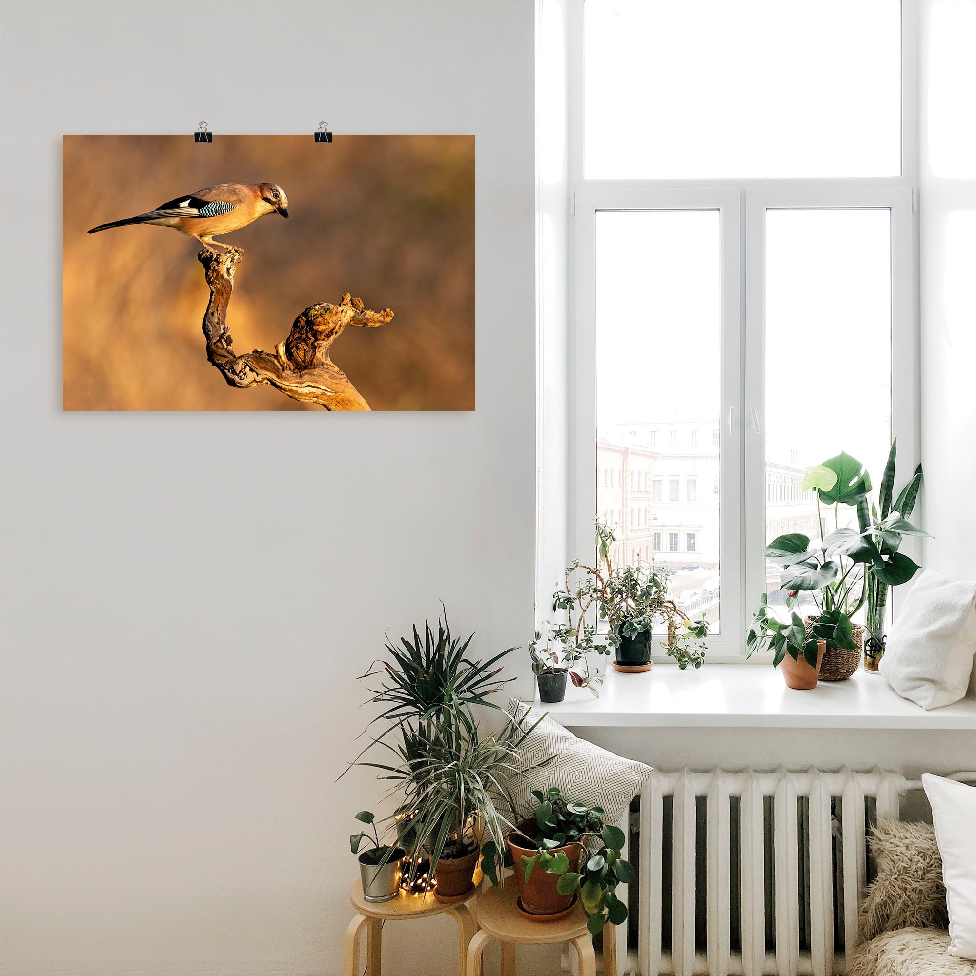 in bequem Wandbild Vogelbilder, Leinwandbild, bestellen Wandaufkleber als Artland Poster Größen oder (1 Alubild, versch. »Eichelhäher«, St.),