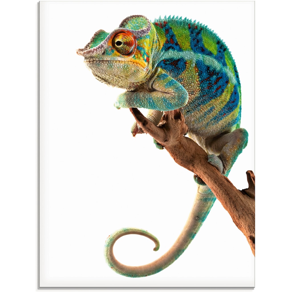 Artland Glasbild »Ambanja Panther Chamäleon«, Reptilien, (1 St.), in verschiedenen Größen