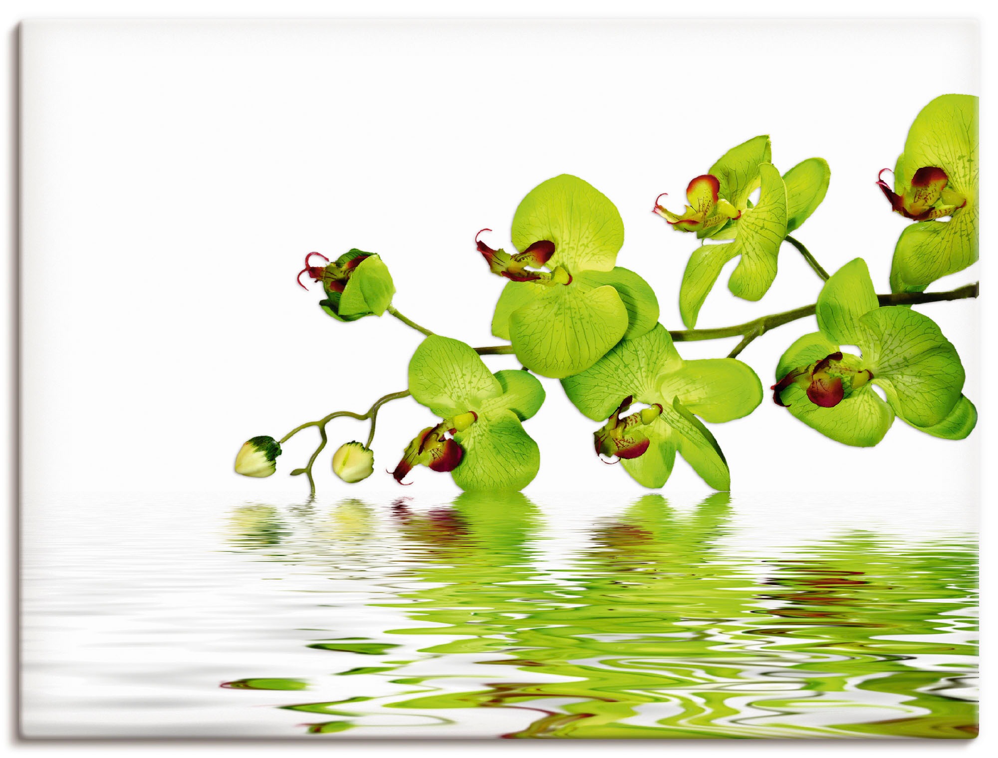 Wandbild »Schöne Orchidee mit grünem Hintergrund«, Blumen, (1 St.), als Leinwandbild,...
