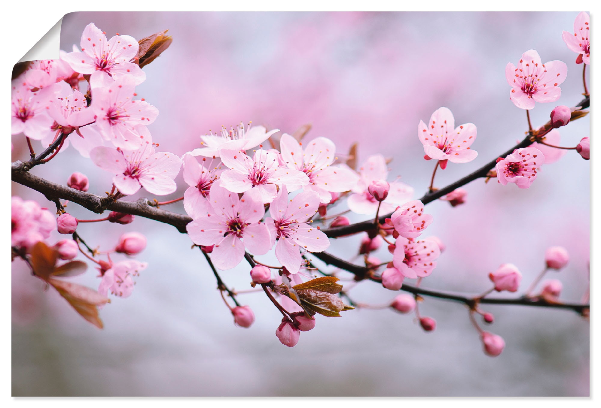 Artland Wandbild »Kirschblüten«, Blumen, (1 St.), als Alubild, Leinwandbild,... kaufen