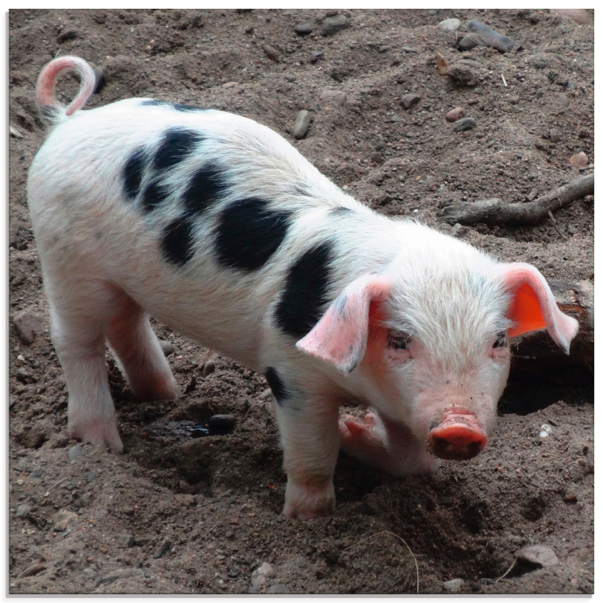 Artland Glasbild »Niedliches Ferkel«, Haustiere, (1 St.), in verschiedenen Größen kaufen