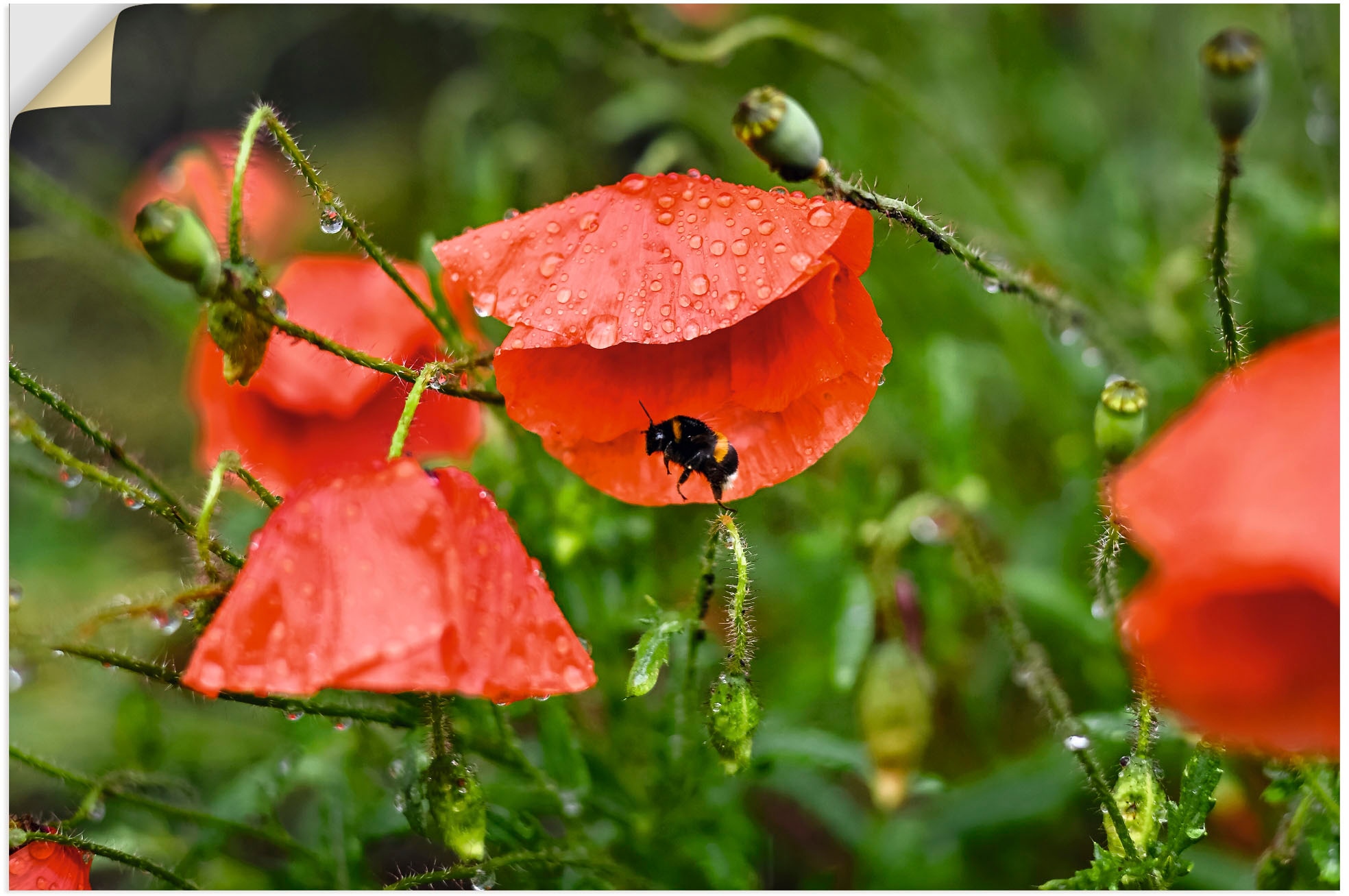 Artland Wandbild »Hummel sucht Schutz vor Regen«, Blumenbilder, (1 St.), als Alubild, Leinwandbild, Wandaufkleber oder Poster in versch. Größen