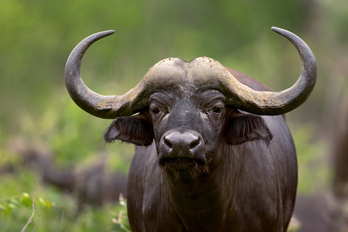 Fototapete »Afrikanischer Büffel«