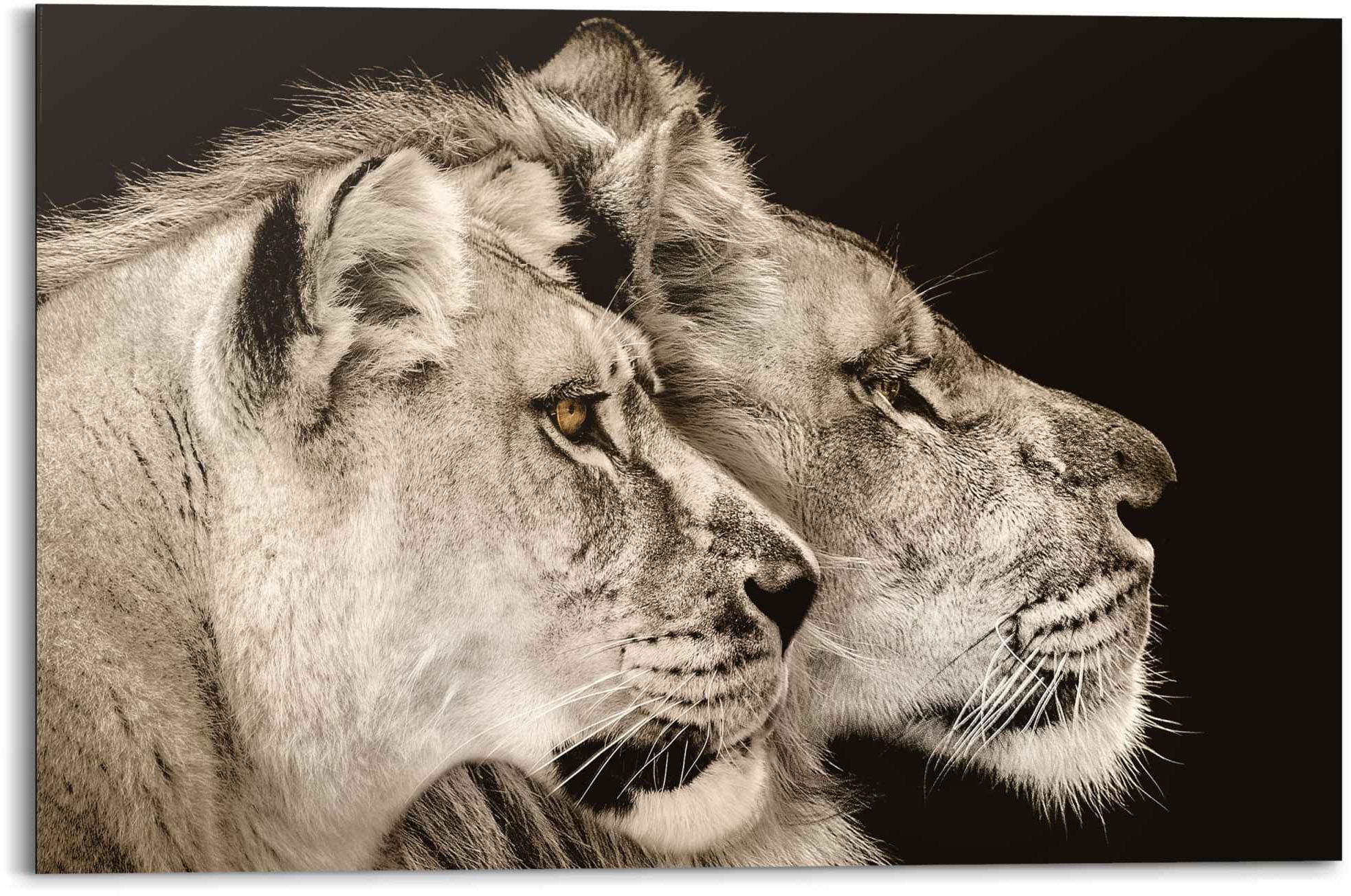 Reinders! Wandbild »Wandbild Löwe und Löwin Raubtier - Löwenkopf -  Seitenporträt«, Löwen, (1 St.) auf Rechnung kaufen