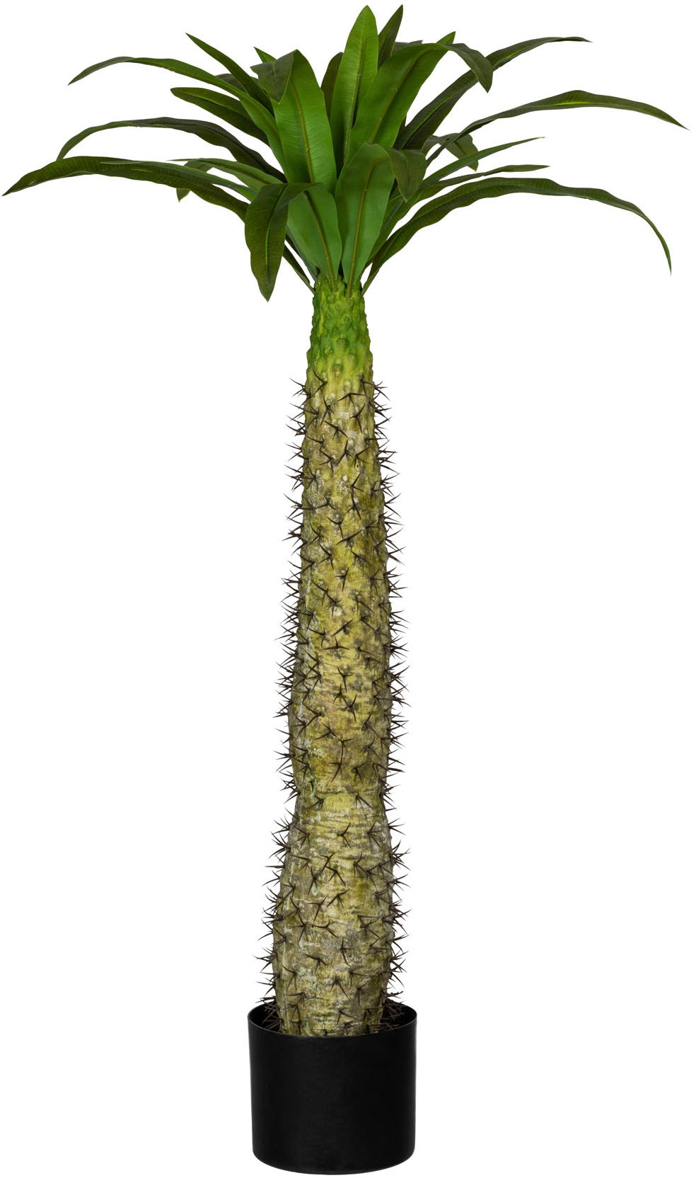 Creativ green Künstliche Zimmerpflanze »Madagaskarpalme Pachypodium«