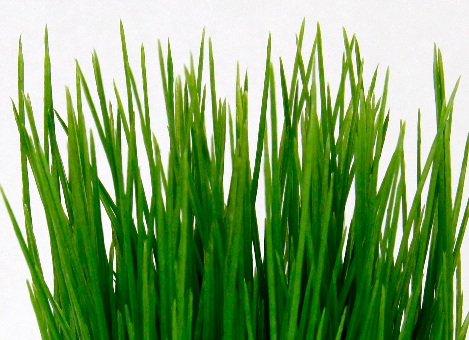 I.GE.A. Kunstpflanze »Gras«, online Jahren kaufen mit in XXL 3 Garantie Keramikschale 