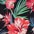 Black AOP:Tropical