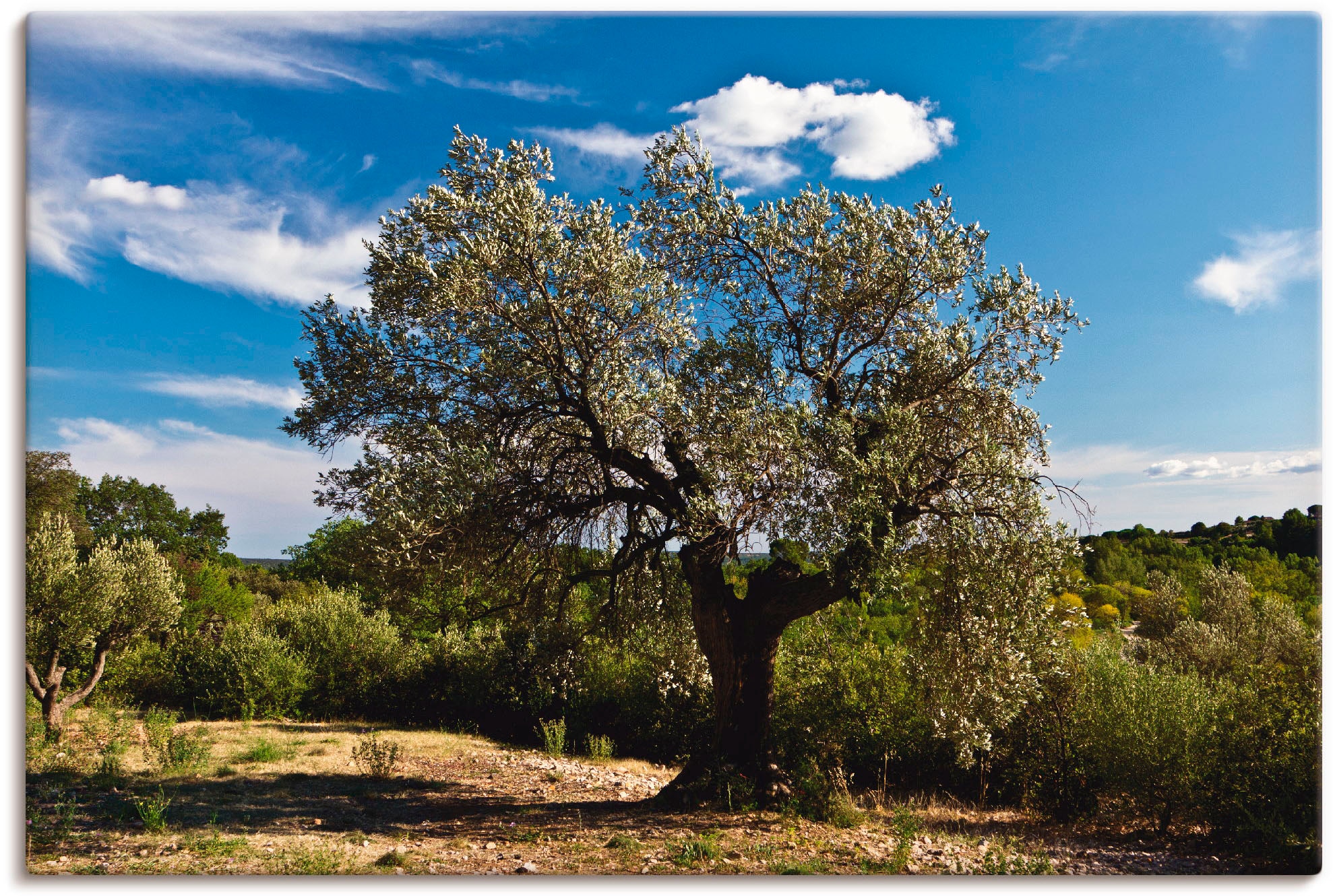 Artland Wandbild »Olivenbaum in Südfrankreich«, Bäume, (1 St.), als  Alubild, Leinwandbild, Wandaufkleber oder Poster in versch. Größen bequem  bestellen