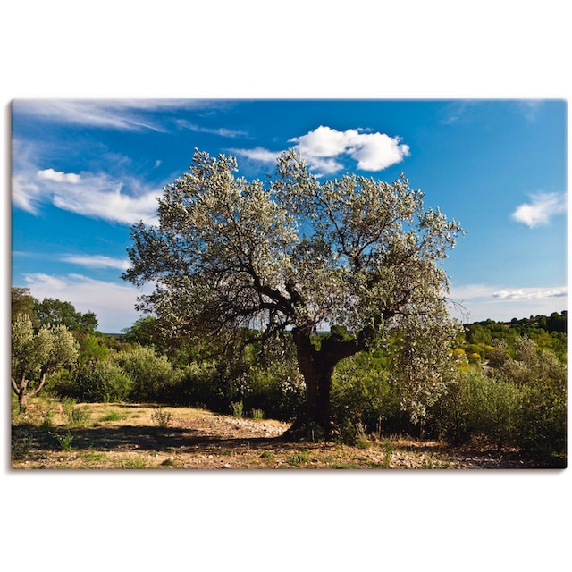 Artland Wandbild »Olivenbaum in Südfrankreich«, Bäume, (1 St.), als  Alubild, Leinwandbild, Wandaufkleber oder Poster in versch. Größen bequem  bestellen