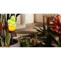Schneider LED Gartenleuchte »Schneider Home Solarleuchte Kaktus Grün/Braun«, 1 St., Warmweiß