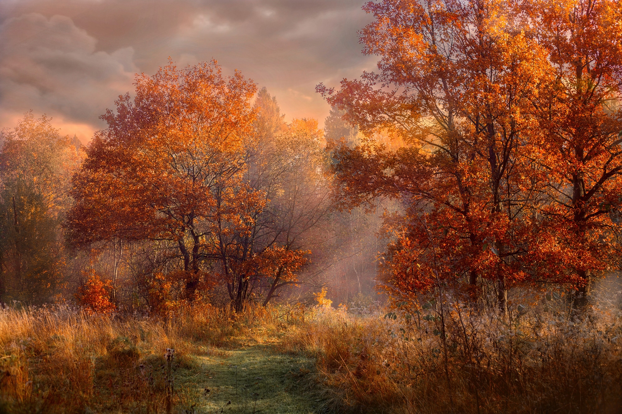 Fototapete »HERBST-WALD-ROTE EICHEN BAUM NATUR PFLANZE SONNE NEBEL«