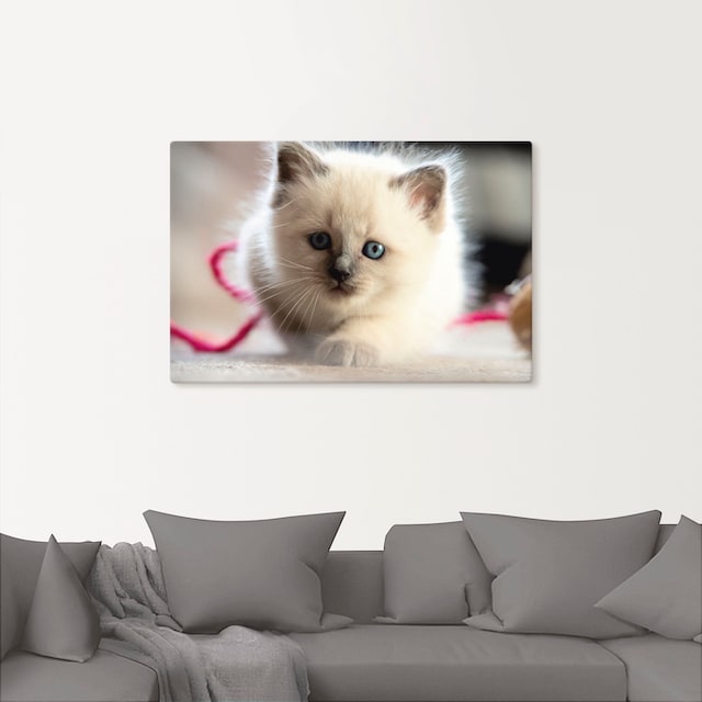Wandbild bequem Katzenbilder, Spiel«, in Poster im Birma versch. Leinwandbild, Alubild, als »Heilige St.), oder Größen Artland Wandaufkleber (1 Katze kaufen