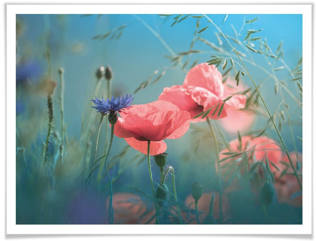 Wall-Art Poster »Wildblumen Aquamarin«, Blumen, (1 bestellen auf Rechnung St.)