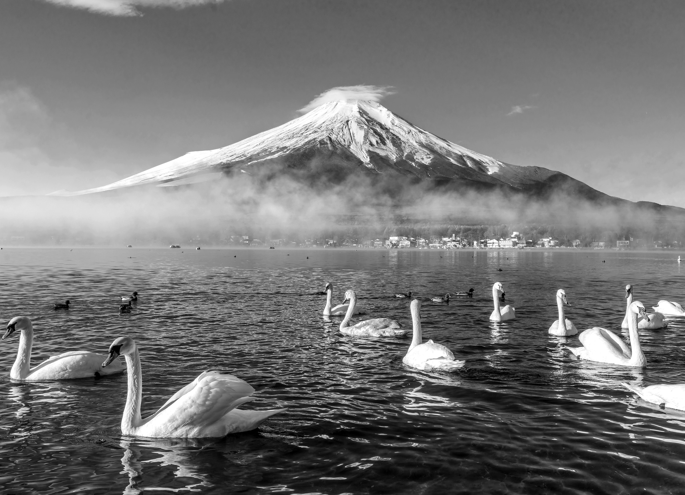 Fototapete »Mount Fuji mit Schwänen Schwarz & Weiß«